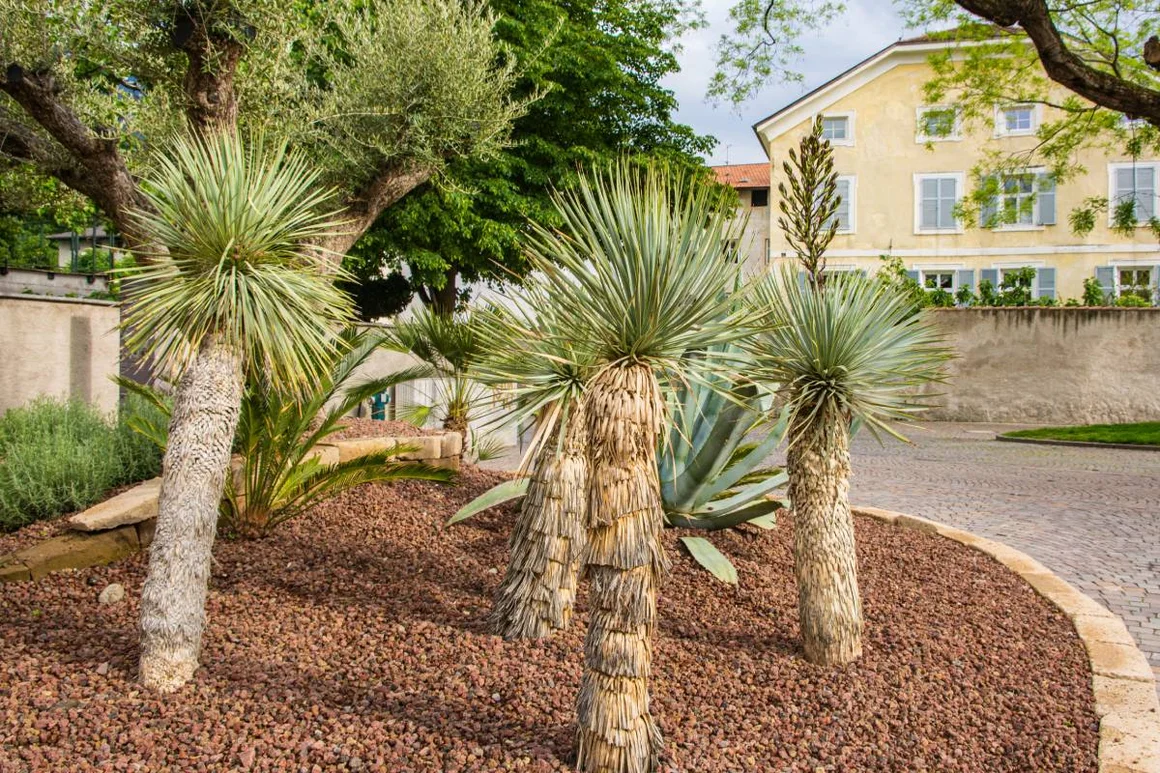 Yucca rostrata in einem Garten